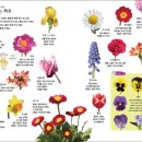 식물도감 이미지