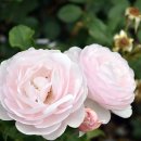 오십천로 이미지