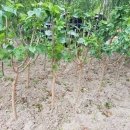 오디, 복숭아, 매실나무 이미지