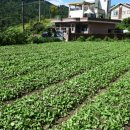 개랭이고들빼기마을 이미지