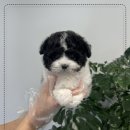 명애견센터 네이버블로그