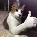 (멍갤러리) mung gallery | 혼자 떠난 시드니 여행 (3) 🐨🇦🇺🦘