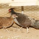 강화농장 이미지