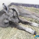 강원대학교 야생동물구조센터 이미지