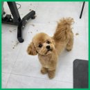 그린펫그루밍 이미지