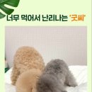 굿씨