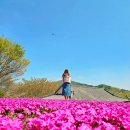 소요소림 | 산청 대명사 꽃잔디 2026 개화상황 · 가는 길 · 주차 · 경남 봄꽃 여행 코스 총정리