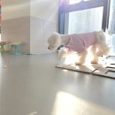 개라데이션 이미지