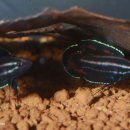 구라미농장 이미지