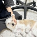 마릴린펫 이미지