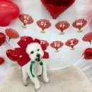 탄탄하개 유치원 이미지