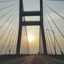 바다소나무 이미지