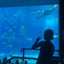 대교블루하우스 | [2025/일본 오키나와] DAY 4: 북부투어 (만좌모/츄라우미 수족관/코우리대교)