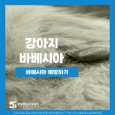 기장i동물의료센터 | 양주 덕계 동물병원 바베시아 치료 케이스 I 씽씽동물의료센터