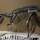 케라토사우루스 이미지