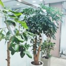 부평유디치과의원 이미지