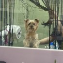 까까보개 이미지