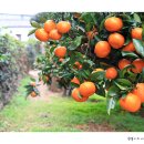 너와제주 이미지