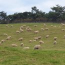 다윗목장 이미지