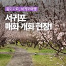 칠십리공원 | 서귀포 매화 개화 현장! 걸매생태공원 &amp; 서귀포칠십리시공원 봄나들이