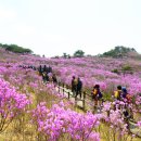 비슬산 참꽃문화제 (2015.04.18 ~ 2015.04.26) 이미지