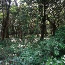 비자림의 아침 이미지