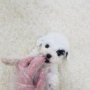 토이파티 이미지