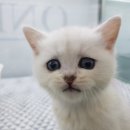 대구고양이분양 원펫 이미지