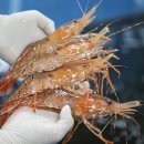 도화갈매기 이미지