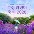 아이스크림팜 | 고성 라벤더 축제2026 방문 후기: 하늬 라벤더 팜 개화 상황부터 아이스크림 주차 꿀팁까지 강원도 가볼...