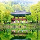 "장마 전 딱 지금만 이 풍경을 볼 수 있대요"... 비자나무 5,000그루 천연기념물 품은 천년 사찰 이미지