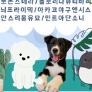 찢잎이네구멍가게