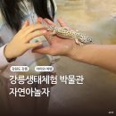 자연아 놀자자연생태탐험대 | 아이와 강릉 가볼만한 곳 자연아놀자 생태체험박물관 동물 먹이주기 체험 후기