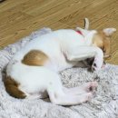 코미치바다 펜션 이미지