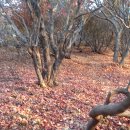 사리산 이미지