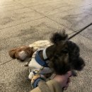 개털 깍는 강산이네 이미지