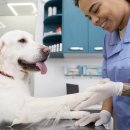 조이동물의료센터 이미지