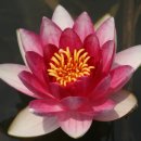 수연화