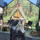 고니미미 이미지