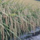 회천농업협동조합 회령지점 이미지