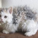 곱슬곱슬 이미지