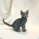 요미캣 고양이분양 일산점 이미지