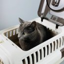 행운켄넬 이미지