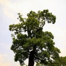 발안파출소 | [충남/서산]조선 500년의 역사를 고스란히 간직한 서산 해미읍성