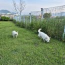 진도애견훈련소 이미지