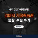 말번식센터 2층 | 강아지 자궁축농증 증상 수술 후기