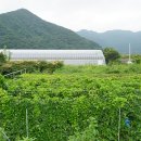 여주-1043 이미지