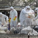 中 푸젠성서 AI 감염자 2명 사망…환자 증가에 공포도 확산 이미지