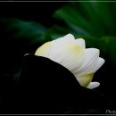 자주고름 이미지