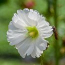 비실연꽃마을 이미지